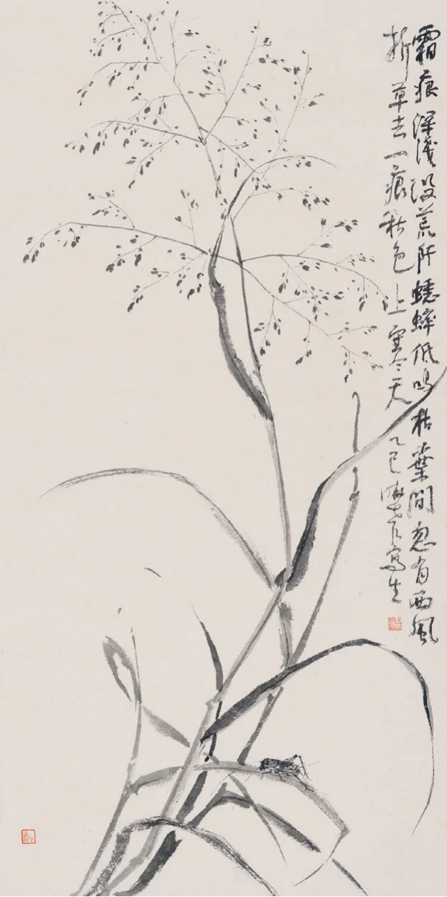 喷泉草