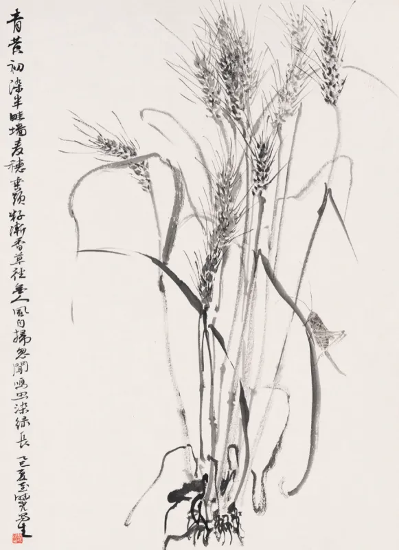 麥子熟