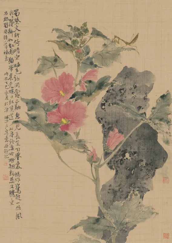 蜀葵寫生