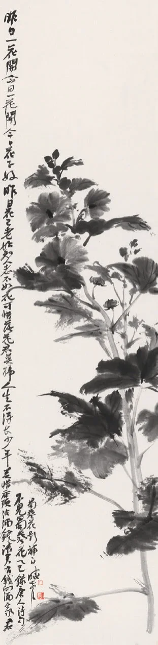 墨蜀葵