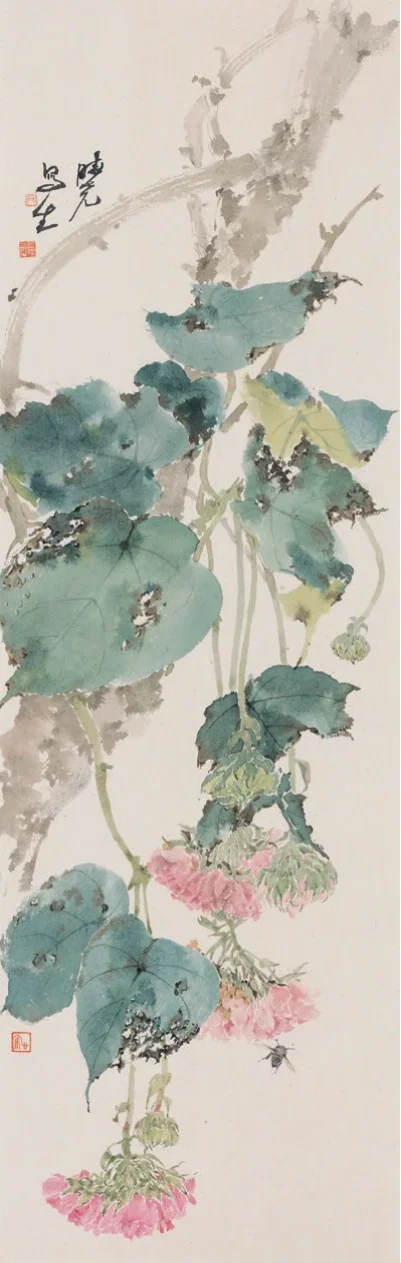 非洲芙蓉