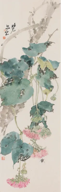 非洲芙蓉