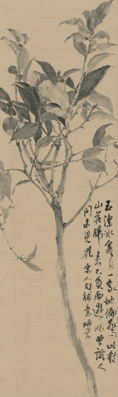 芍藥