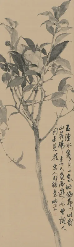 芍藥