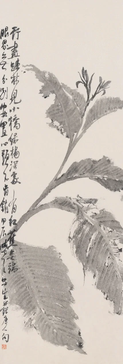 美人蕉
