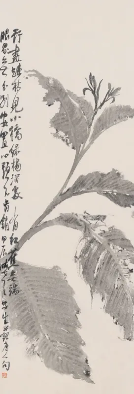 美人蕉
