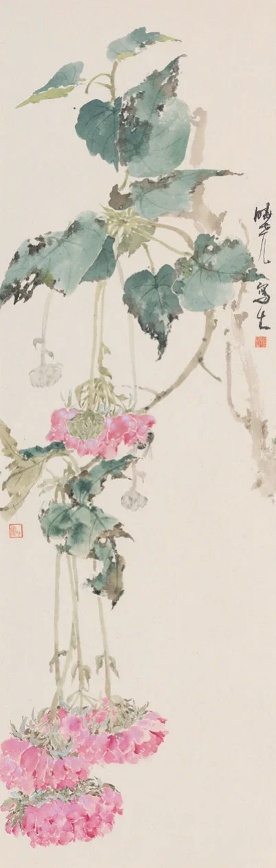 非洲芙蓉