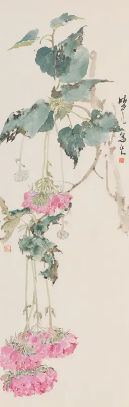 非洲芙蓉