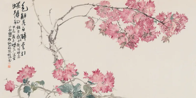 版納寫生三角梅
